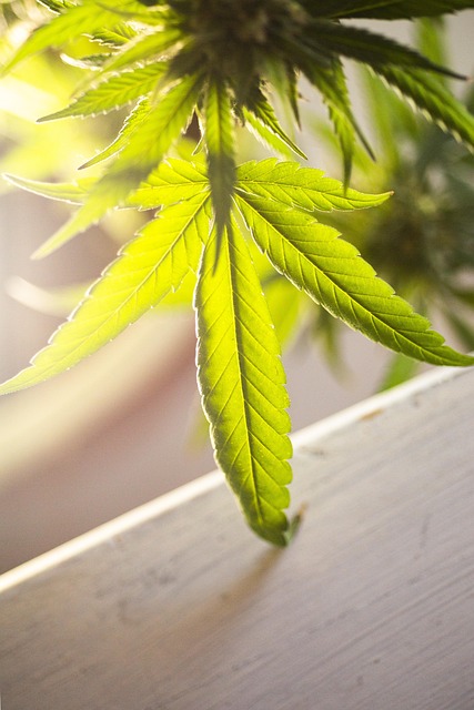 Die spannende Welt der Cannabisöle: Vielfalt, Anwendung und Trends Die spannende Welt der Cannabisöle: Vielfalt, Anwendung und Trends